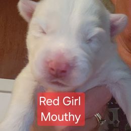 Mouthy - White female Siberian Husky puppy in Quincy, Illinois from Boden Breeding