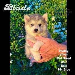 Blade husky silver plush coat - Wolf sable male Pomsky puppy in Perkins, Oklahoma from A-Dream Pomsky Kennel