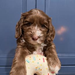 Java - Chocolate male Australian Labradoodle puppy in Orange, California from Little Kingdom Doodles