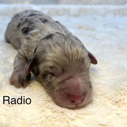 Radio - Merle male Goldendoodle puppy in New Ringgold, Pennsylvania from Hawk Mountain Doodles