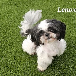 Lenox - Shih Tzu