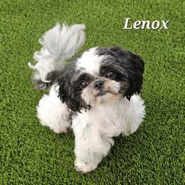 Lenox - Shih Tzu