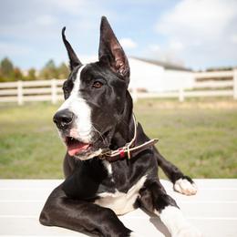 Blaze - Great Dane
