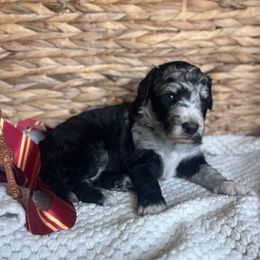 Harry Potter - Blue merle male Bordoodle puppy in Valley Center, California from Circle R Valley Farms