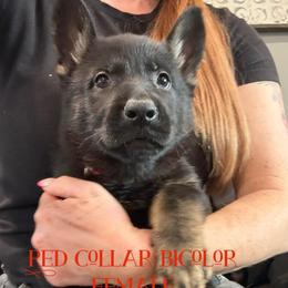 Red collar - Bi-color female German Shepherd puppy in Canterbury, Connecticut from Nachtwaechter German Shepherds, LLC