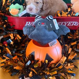 Galen - Buff male Cockapoo puppy in Holton, Indiana from MoonShine Babies / OZ