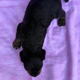 Bernedoodle Puppies from Bernedoodles of Kentucky