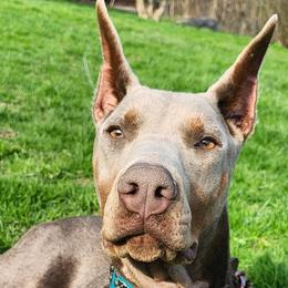 Prim - Doberman Pinscher