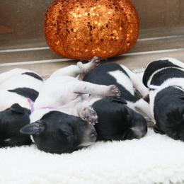 German Shorthaired Pointer and Labrador Retriever Puppies from LL Gun Dogs, LLC