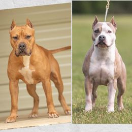 American Pit Bull Terrier puppies from Alpha Alliance Kennels