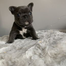 French Bulldog Puppies from Gotts Frenchies