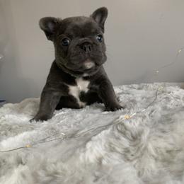 French Bulldog Puppies from Gotts Frenchies