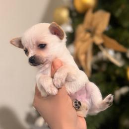 Taco - Cream and white male Chihuahua puppy in Richland, Washington from Northwest Paws