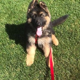 German Shepherds from Twisted D's Dog and Pony Show