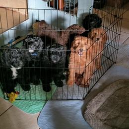 Australian Cobberdog Puppies from Lively Acres Cobberdogs