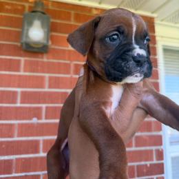 Purple - Fawn female Boxer puppy in Louisville, Kentucky from Nelson’s Fancy Frenchies and Bulldogs