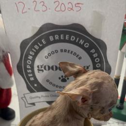 Runt Mr blue has blue eyes 6500 - Merle male Chihuahua puppy in Las Vegas, Nevada from Quality Poms Chihuahua Yorkies of Las vegas