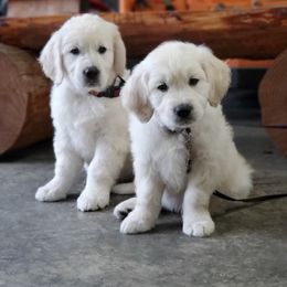 Golden Retriever Puppies from Hoekema Homestead Goldens