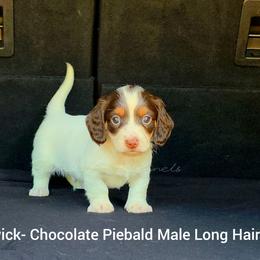 Baileywick - Piebald male Dachshund puppy in Quitman, Mississippi from S-and-A Kennels