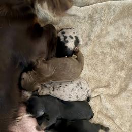 Dachshund puppies from Dachshundsnextdoor