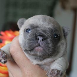 French Bulldog Puppies from Mt Olympus Frenchies