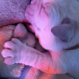 Male 1 - Yellow male Labrador Retriever puppy in Hoosick Falls, New York from Findaway Labradors