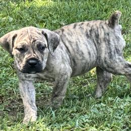 Elsa - Brindle female Boerboel puppy in Bon Aqua, Tennessee from Erickson Ranch Boerboels