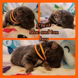 Qbert - Blue male German Shepherd puppy in Los Lunas, New Mexico from Mali's German Shepherds