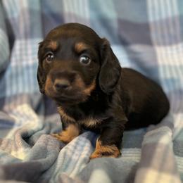 Dachshund Puppies from ATR Dachshunds