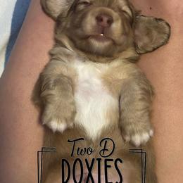 Dachshunds from Two D Doxies