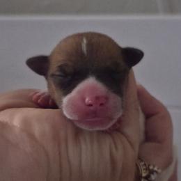 Luke - White and red male Rat Terrier puppy in Webb City, Missouri from Rocking 4C