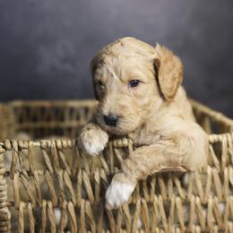 Cowboy - Apricot male Goldendoodle puppy in Seffner, Florida from Gold Diamond Pup