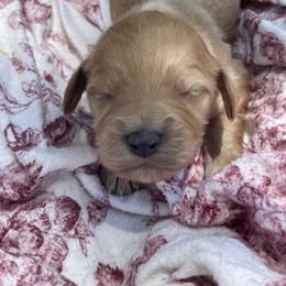 Girl 4 - female Irish Doodle puppy in Home, Pennsylvania from Plum Creek Acres Next Generation