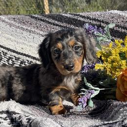 Dachshund puppies from Neuhund Mini Dachshunds