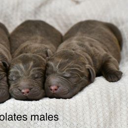 Male 1 - Chocolate male Labrador Retriever puppy in Mississippi from Sure Shot English Labs