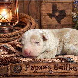 Wayne - Brown male American Bully puppy in El Paso, Texas from PaPaws Gotta Love It Kennels