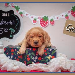Gerald - Dark golden male Golden Retriever puppy in Driggs, Idaho from SK Golden Retrievers