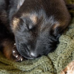 German Shepherd Puppies from Platz German Shepherds
