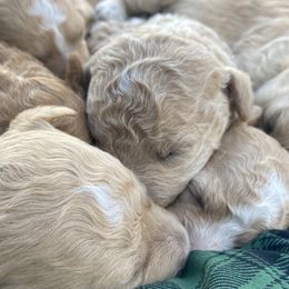 Aussiedoodles, Goldendoodles, Miniature Schnauzers, Poodles, and Schnoodles from Oopsie Doodles