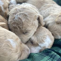 Aussiedoodles, Goldendoodles, Miniature Schnauzers, Poodles, and Schnoodles from Oopsie Doodles