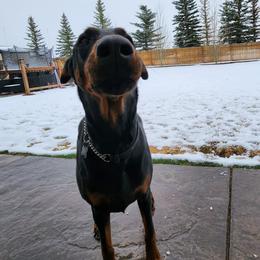 Doberman Pinscher All Grown Up from 7220 Doberman
