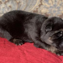 Red collar girl - Black and red female German Shepherd puppy in Coleta, Illinois from Four Leaf Farm- Vom Vierblättriges Bauernhof