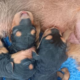 Girl 1 - Airedale Terrier puppy in Oakdale, California from Avalon Airedales