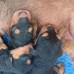 Girl 1 - Airedale Terrier puppy in Oakdale, California from Avalon Airedales