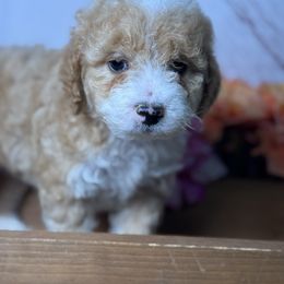 Girl 2 - Red female Bernedoodle puppy in Belgreen, Alabama from Scott’s Farm Poodles and Doodles
