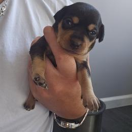 Girl 2 - Black and rust female Miniature Pinscher puppy in Blossvale, New York from CNY Miniature Pinschers