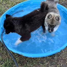 Siberian Husky Puppies from Noble Heart Siberians