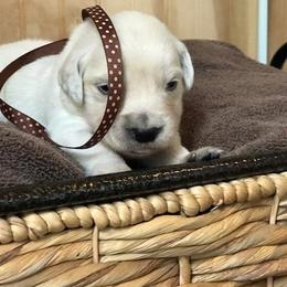 Miss Chocolate - Light golden female Golden Retriever puppy in Patterson, California from Trusted Valley Retrievers