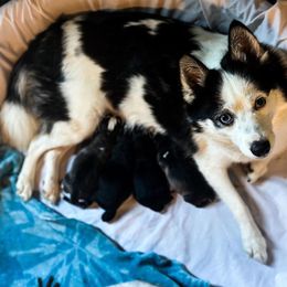 Pomsky Puppies from You Me & Our Pomskies