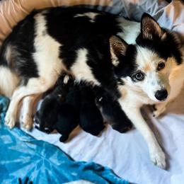 Pomsky Puppies from You Me & Our Pomskies